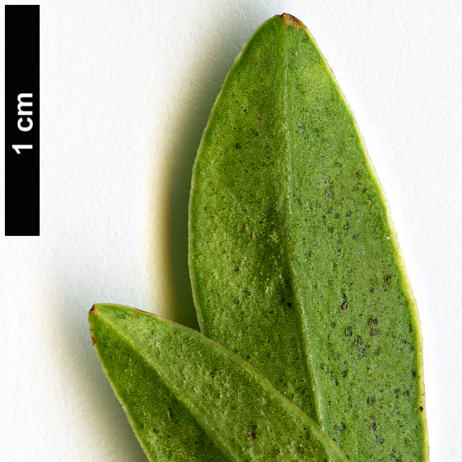 High resolution image: Family: Thymelaeaceae - Genus: Daphne - Taxon: wolongensis - SpeciesSub: 'Miya Lou'